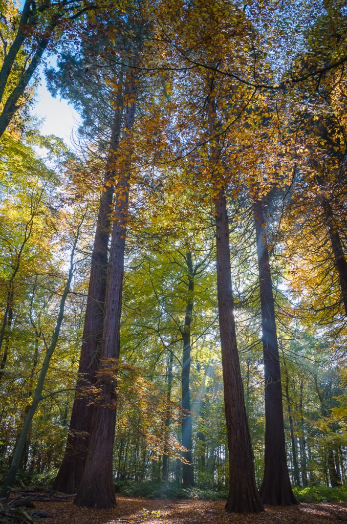 Hallerbos - Sequoia