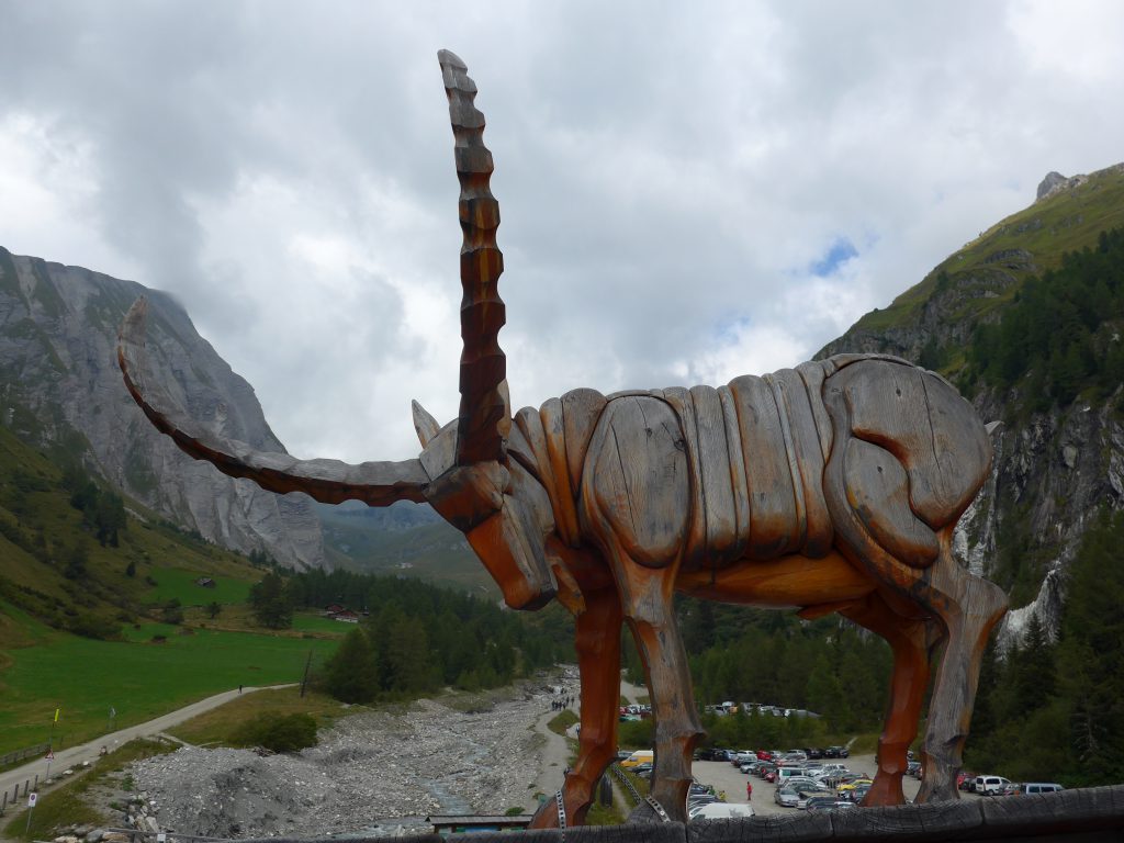 De Alpensteenbok.